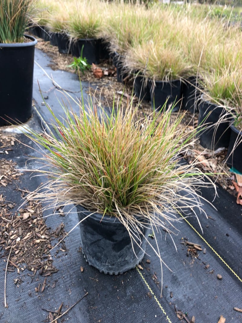Photo for Pennisetum spathiolatum (Slender Veldt Grass)