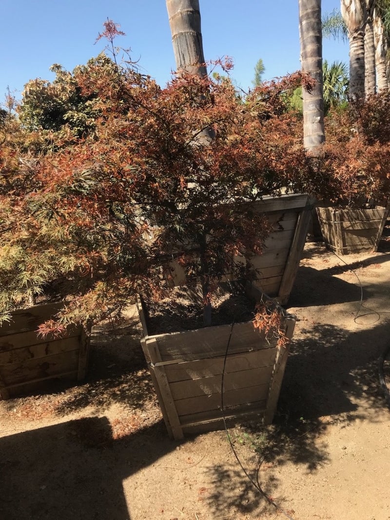 Photo for Acer palmatum 'Burgundy Lace' (Burgundy Lace Japanese Maple)