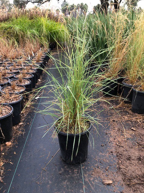 Photo for Aristida purpurea var. purpurea (Purple three awn)