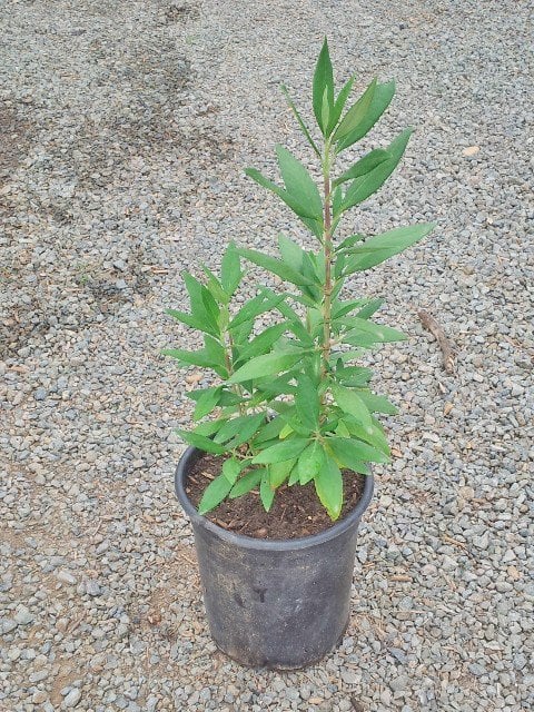 Photo for Carpenteria californica (Bush Anemone)