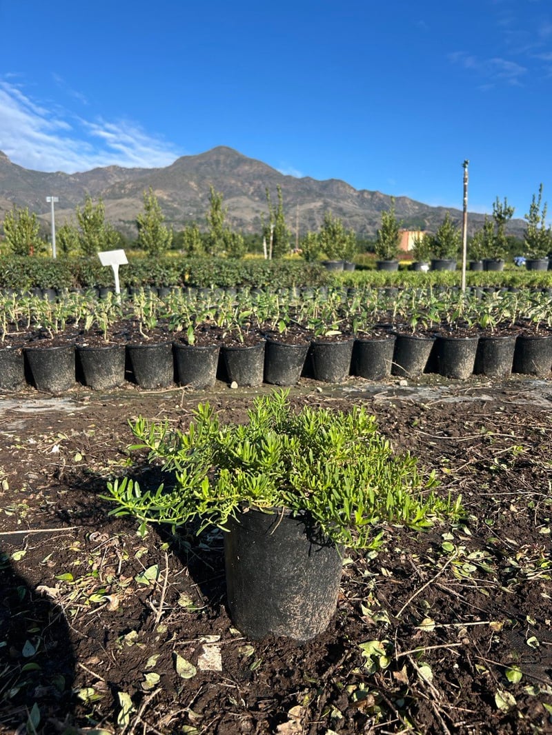 Photo for Myoporum parvifolium 'Putah Creek' (Creeping Myoporum)