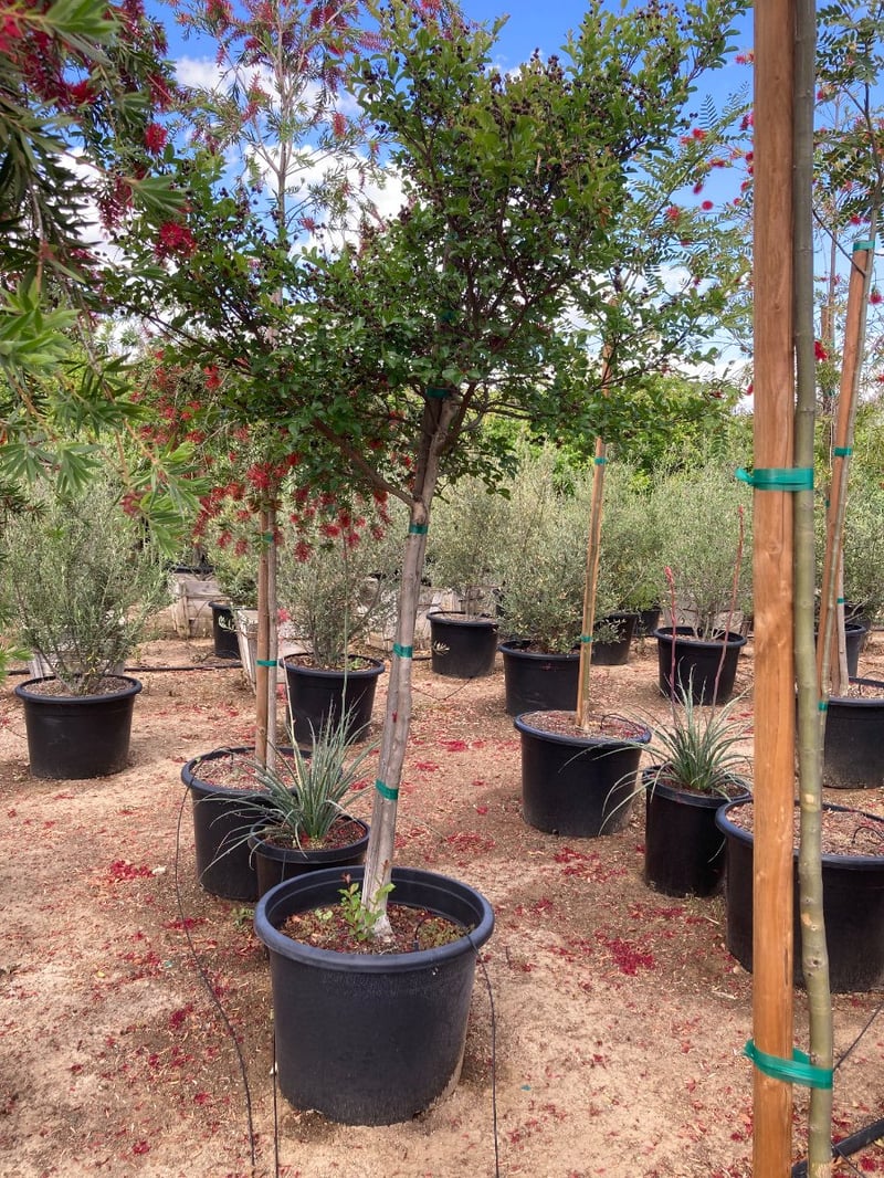 Photo for Lagerstroemia indica 'Catawba' (Standard) (Catawba Crape Myrtle)