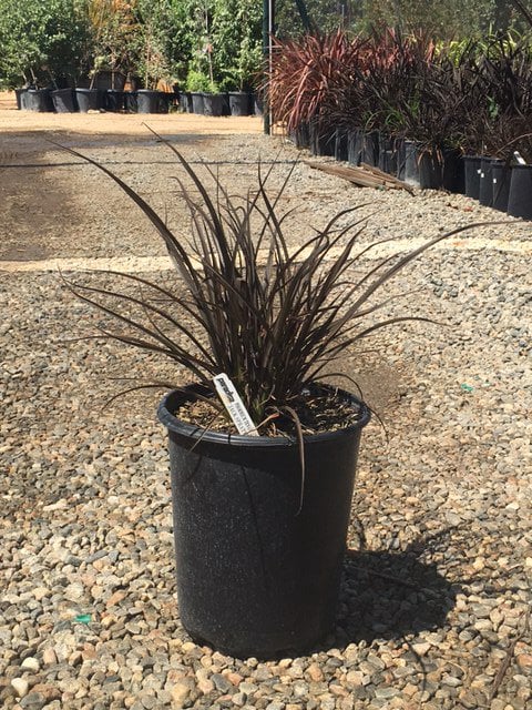 Photo for Phormium x 'Jack Spratt' (Jack Spratt New Zealand Flax)