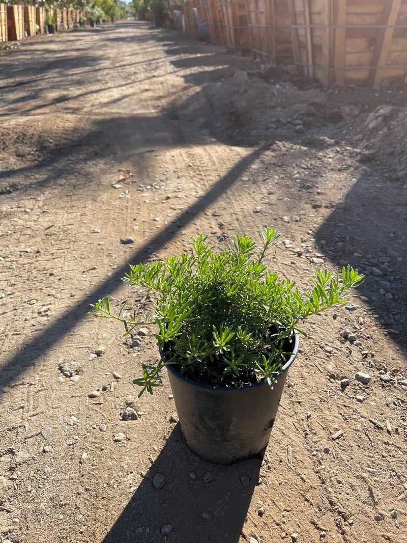 Photo for Myoporum parvifolium (Creeping Myoporum)