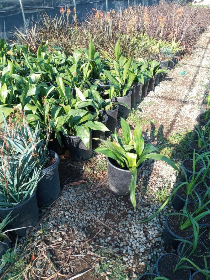 Photo for Aspidistra elatior (Cast Iron Plant)