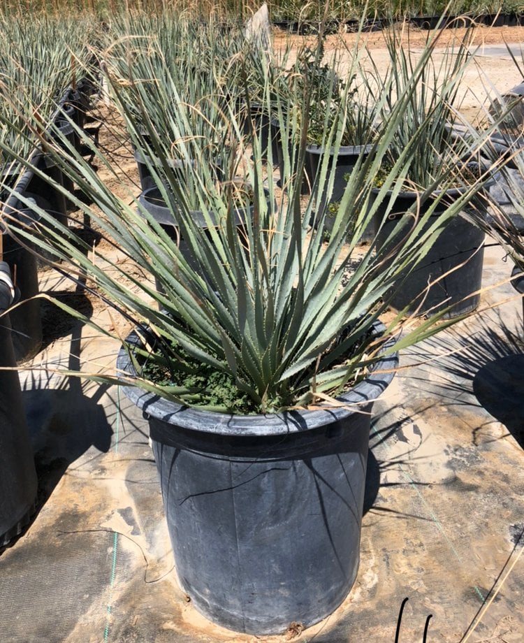 Photo for Dasylirion wheeleri (Spoon Yucca, Blue Sotol)