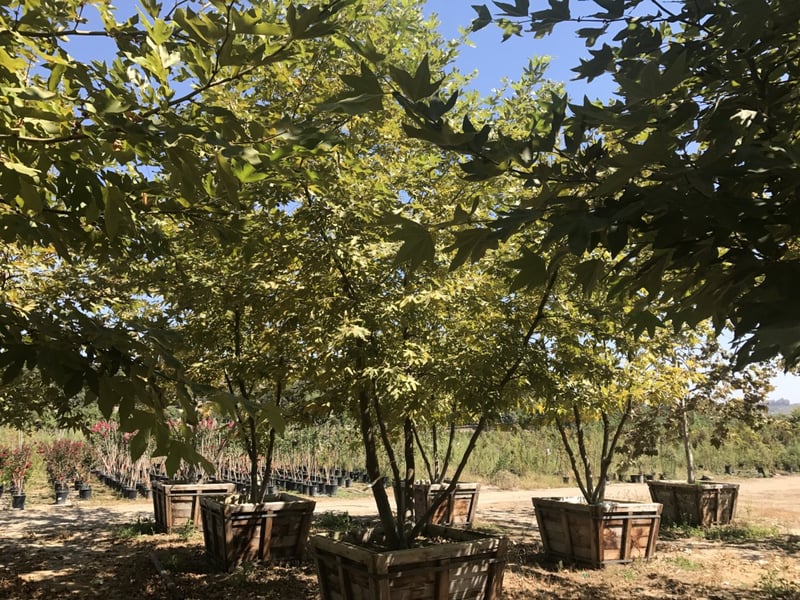 Photo for Platanus racemosa (Multi) (California Sycamore)
