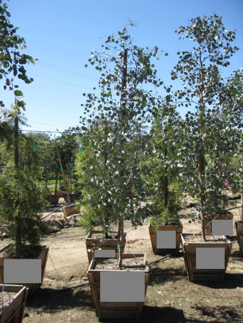 Photo for Eucalyptus polyanthemos (Red Box Eucalyptus)