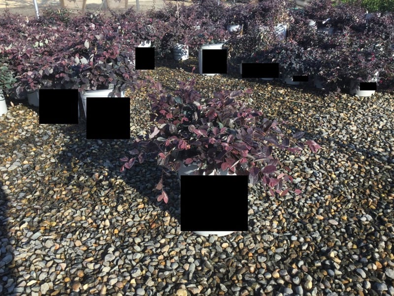 Photo for Loropetalum chinense var. rubrum 'Purple Majesty' (Purple Majesty Fringe Flower)
