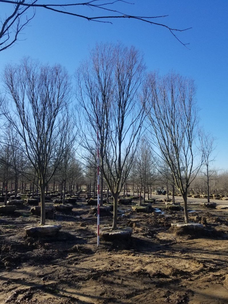 Photo for Ulmus parviflora ‘Elmer II’ Allee (Allee Chinese Lacebark Elm)