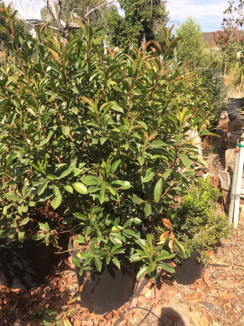 Photo for Photinia x fraseri (Fraser's Photinia)
