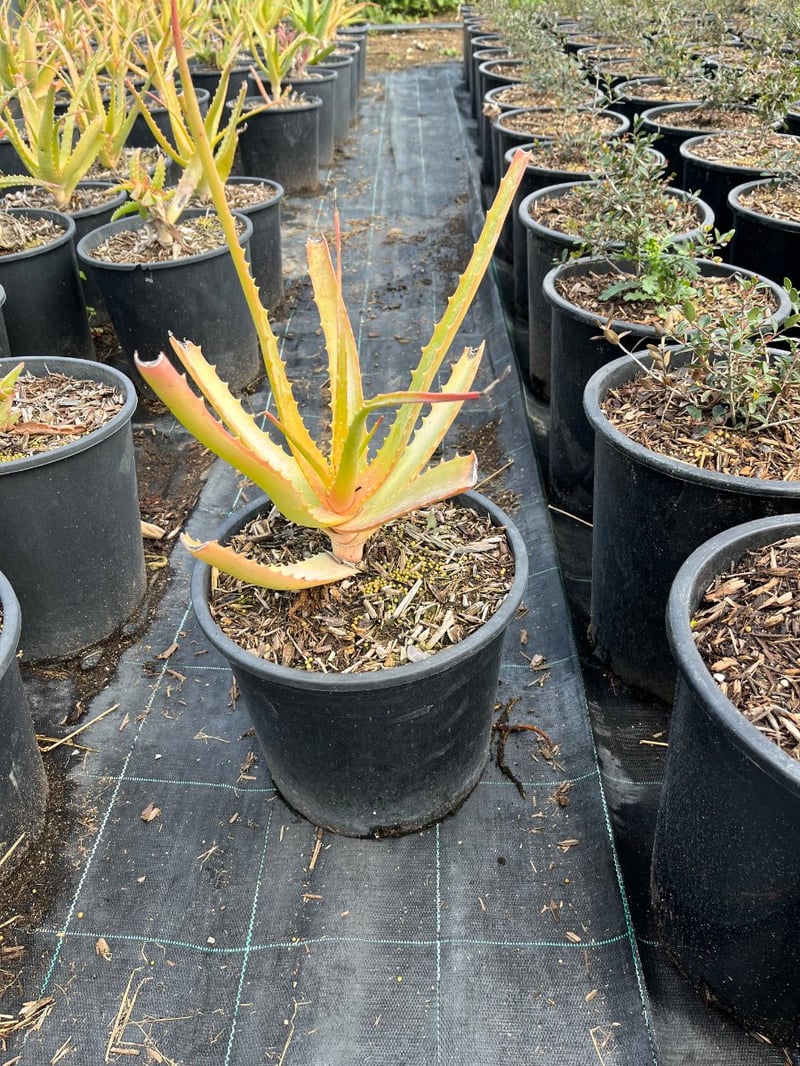 Photo for Aloe arborescens (Torch Aloe)