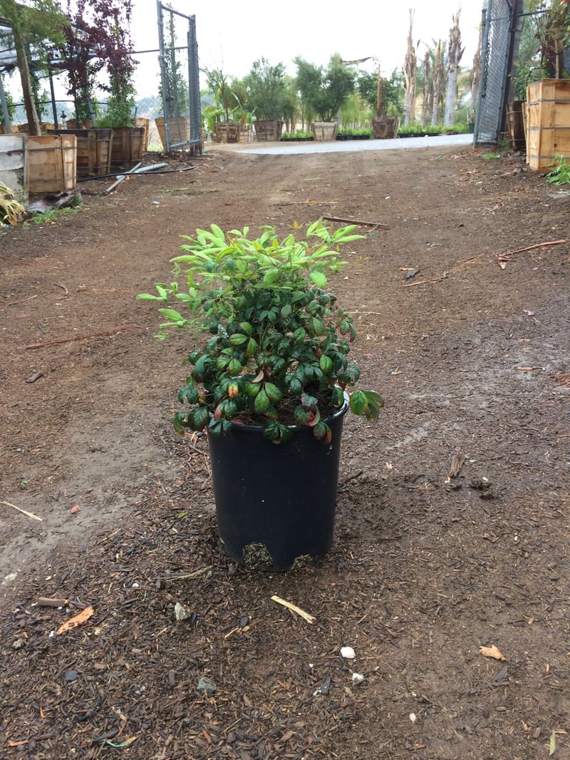 Photo for Nandina domestica 'Fire Power' (Fire Power Heavenly Bamboo)