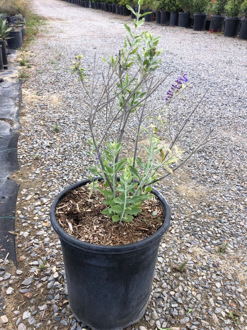 Photo for Perovskia 'Blue Spire' (Blue Spire Russian Sage)