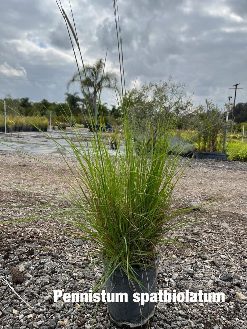 Photo for Pennisetum spathiolatum (Slender Veldt Grass)