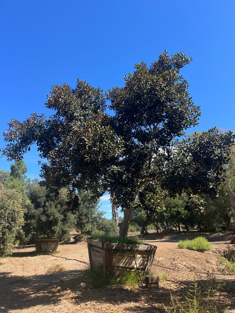 Photo for Ficus rubiginosa (Rusty Fig, Port Jackson Fig)