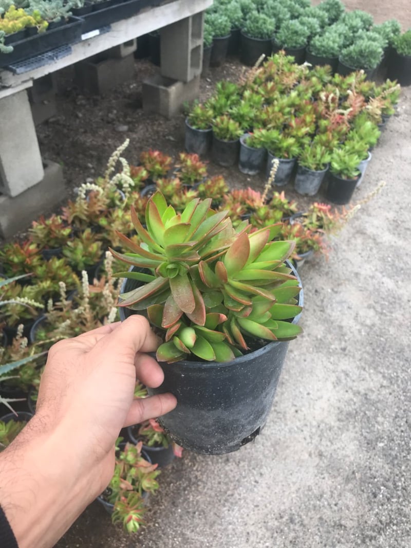 Photo for Crassula capitella 'Campfire' (Campfire Crassula, Crassula 'Blaze', C. 'Flame')