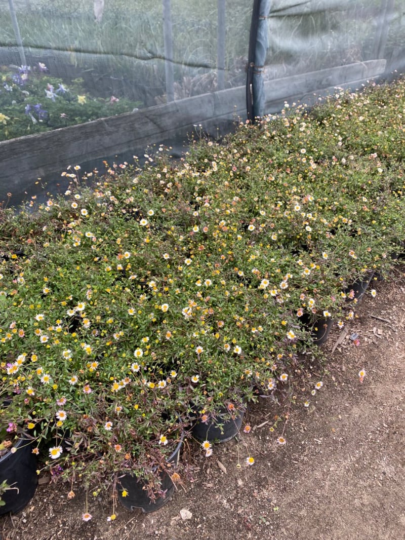 Photo for Erigeron karvinskianus (Mexican daisy)