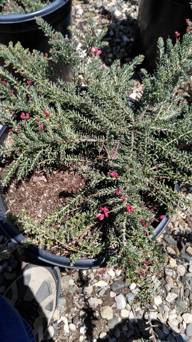 Photo for Grevillea lanigera 'Coastal Gem' (Costal Gem Grevillea)