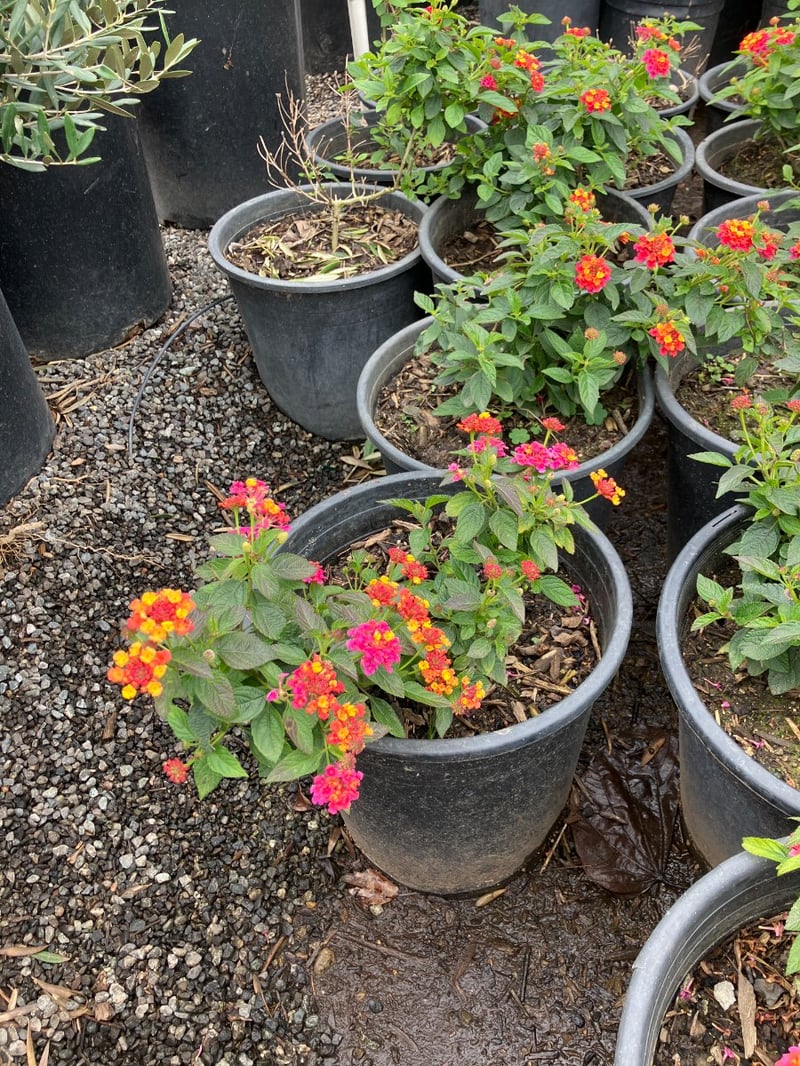 Photo for Lantana camara 'Moni' (Confetti Lantana)