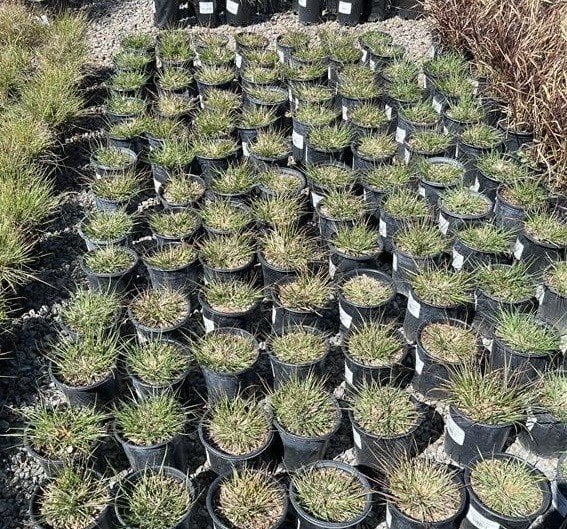 Photo for Pennisetum alopecuroides (Fountain Grass)