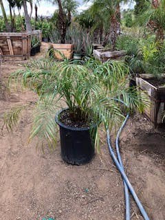 Photo for Phoenix roebelenii (Multi) (Pygmy Date Palm)