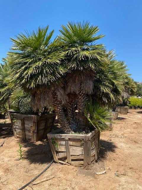 Photo for Chamaerops humilis (Multi) (Mediterranean Fan Palm)