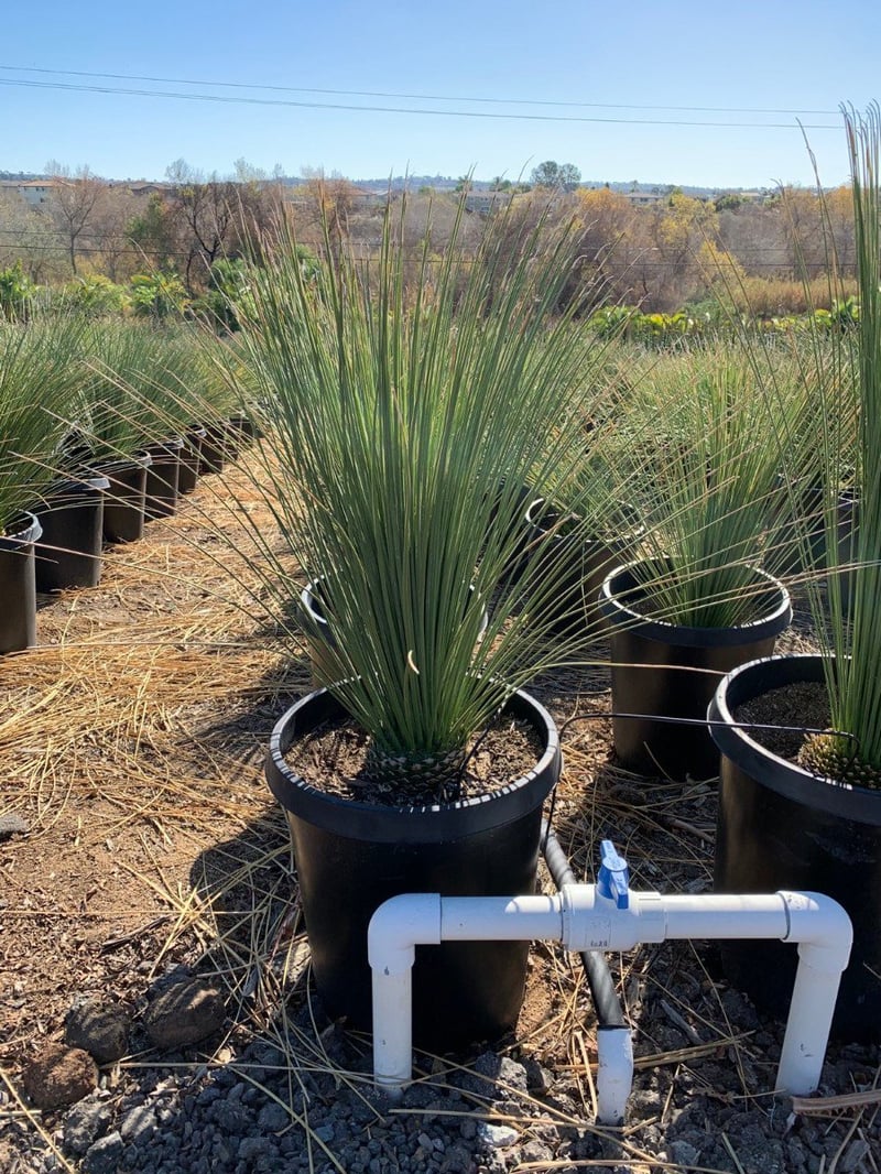 Photo for Dasylirion longissimum (Mexican Grass Tree)