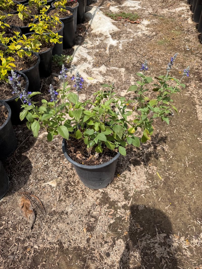Photo for Salvia x sylvestris 'May Night' (May Night Sage)