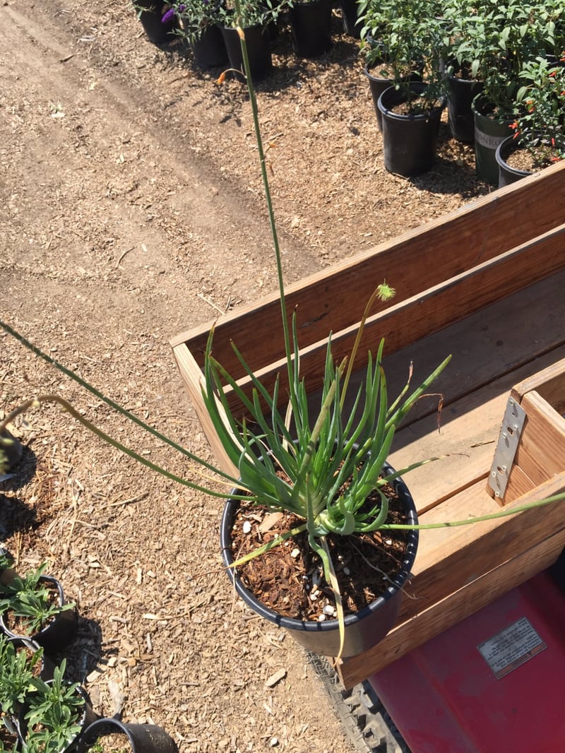 Photo for Bulbine frutescens 'Tiny Tangerine' (Tangerine Stalked Bulbine)