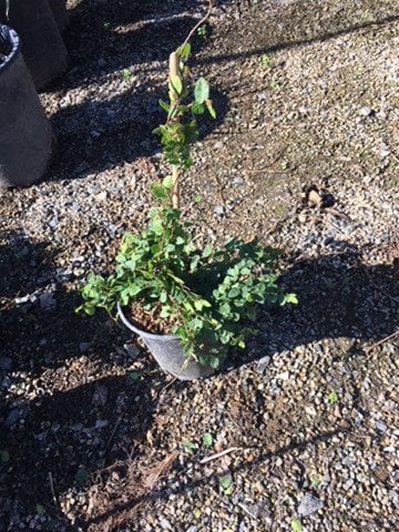 Photo for Ficus repens (Creeping Fig)