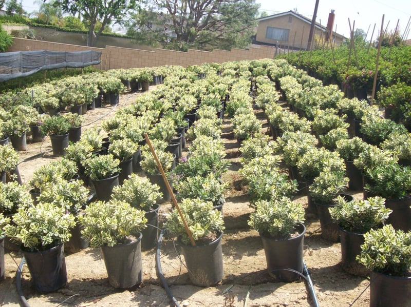 Photo for Hebe 'Variegata' (Variegated Hebe)