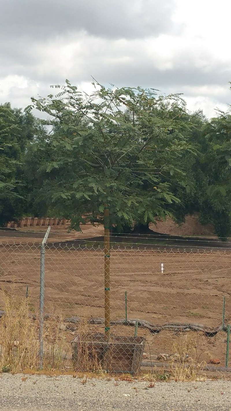 Photo for Tipuana tipu (Tipu Tree)