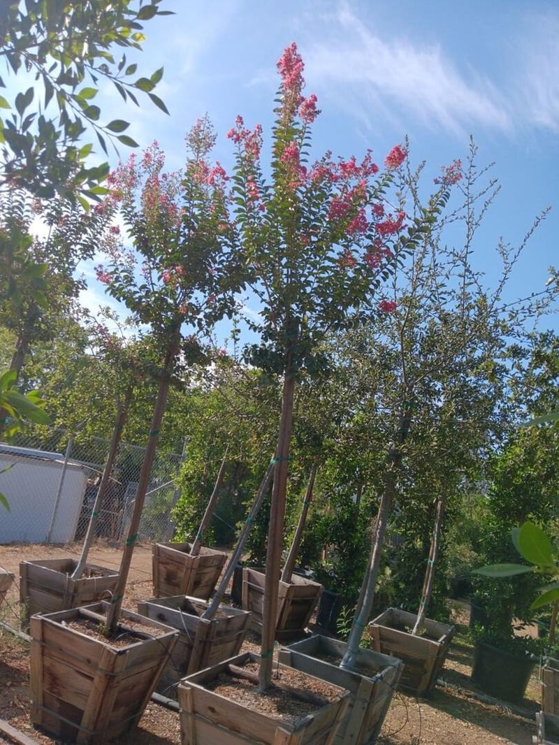 Photo for Lagerstroemia indica x fauriei 'Tuscarora' (Tuscarora Crape Myrtle)