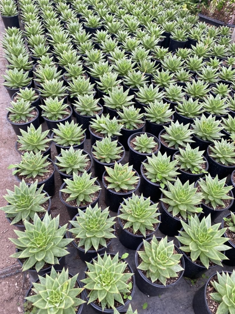 Photo for Echeveria agavoides (Carpet Echeveria)