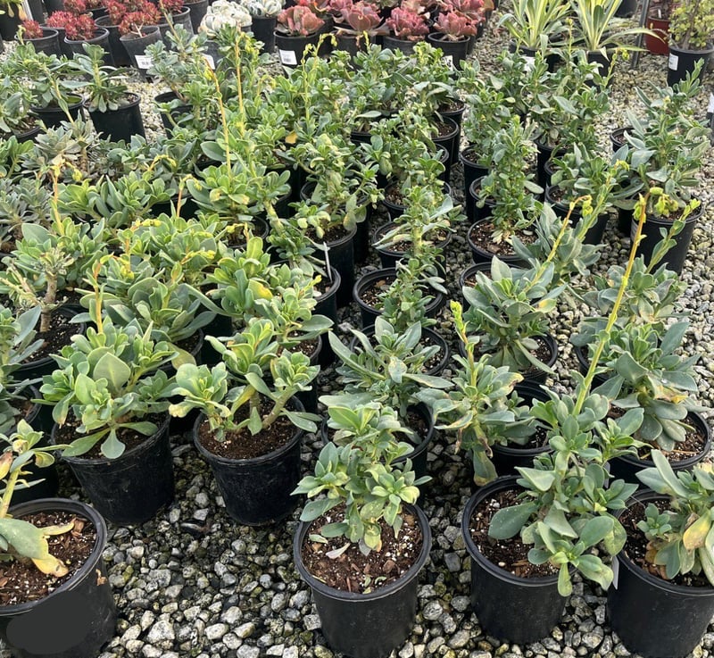 Photo for Cistanthe grandiflora (Rock Purslane)