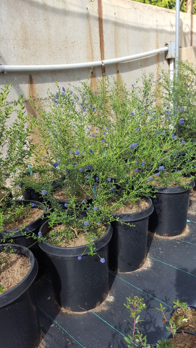 Photo for Ceanothus 'Concha' (Concha Hybrid Ceanothus)
