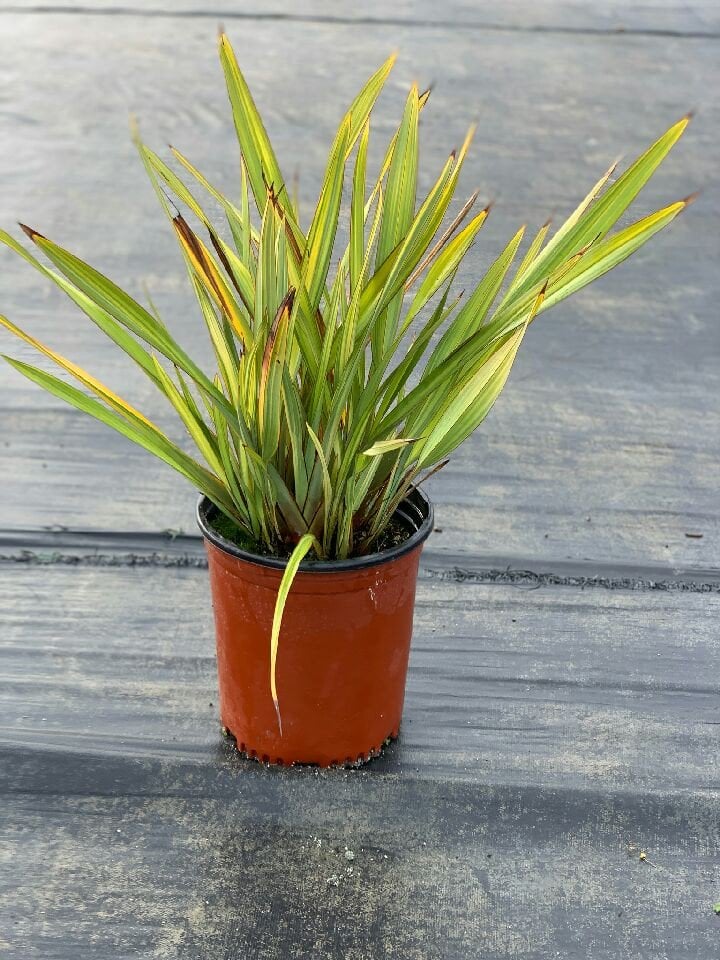 Photo for Phormium 'Apricot Queen' (Apricot Queen New Zealand Flax)