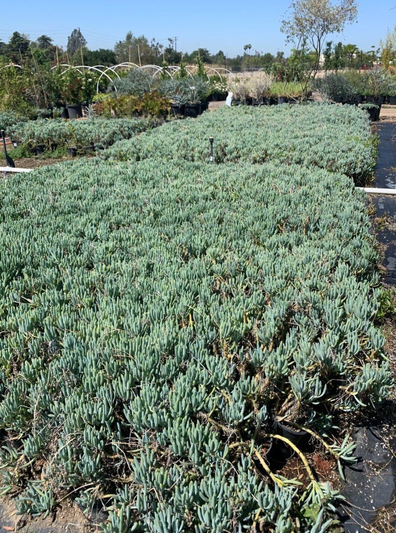Photo for Senecio mandraliscae 'Blue Chalk Sticks' (Senecio)