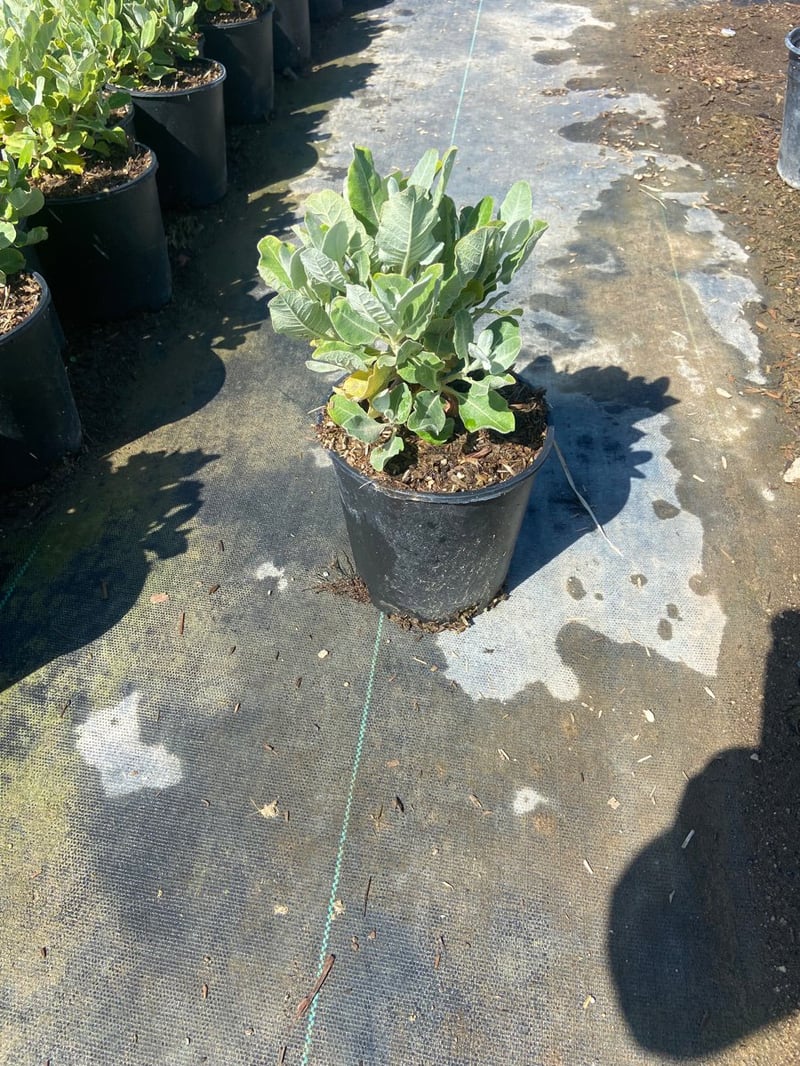 Photo for Eriogonum giganteum (Saint Catherine's Lace Giant Buckwheat)
