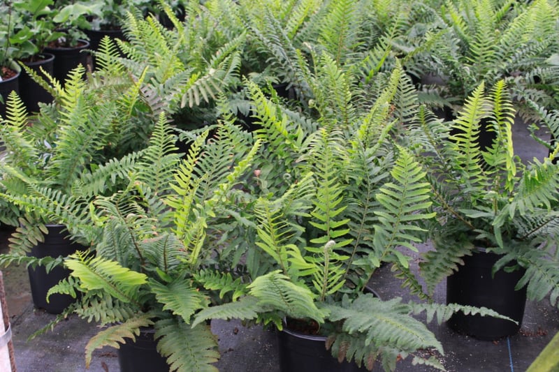 Photo for Polystichum munitum (Western Sword Fern)
