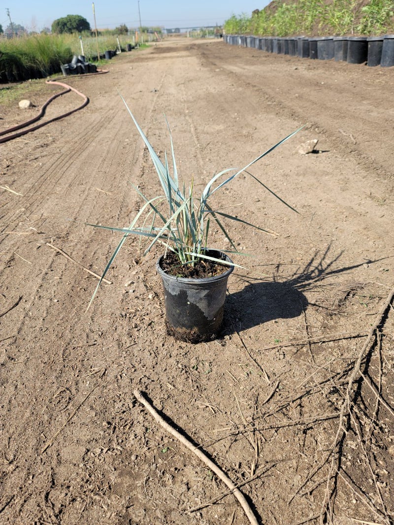 Photo for Leymus condensatus 'Canyon Prince' (Blue Lyme Grass)