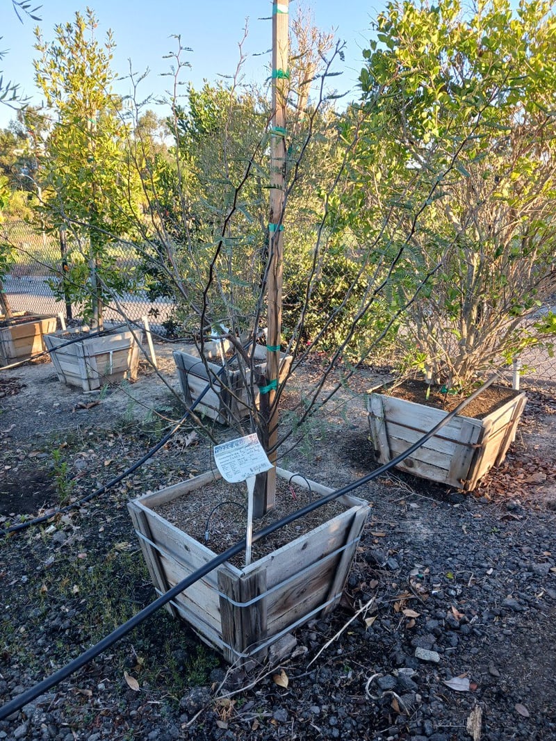 Photo for Prosopis chilensis (Thornless Chilean Mesquite)