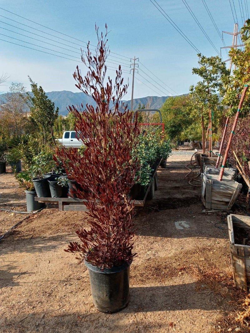 Photo for Dodonaea viscosa 'Purpurea' (Purple-leafed Hop-bush)