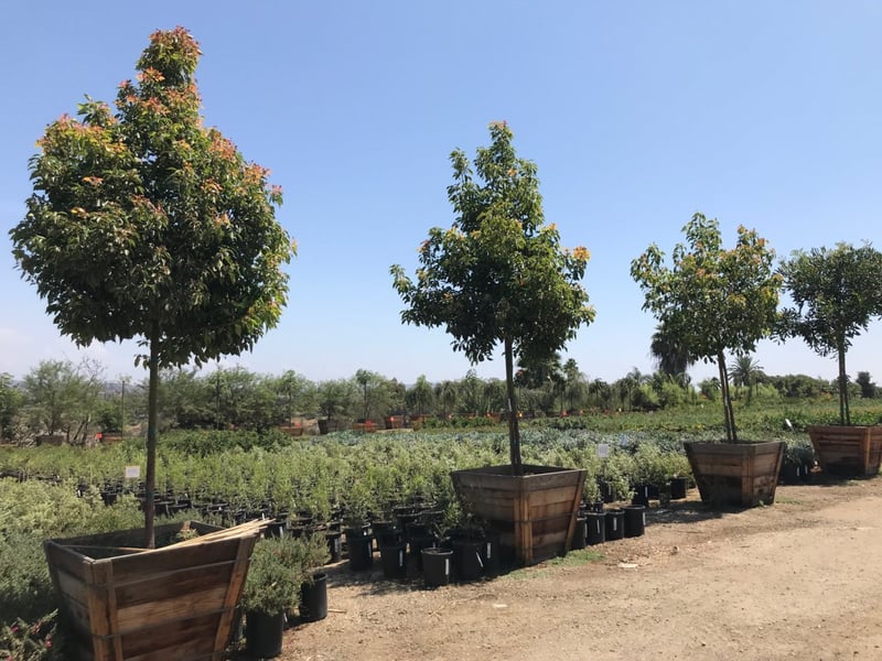 Photo for Cinnamomum camphora (Standard) (Camphor Tree)