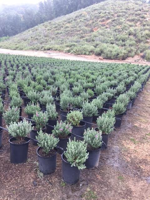 Photo for Leucophyllum frutescens (Texas Sage)