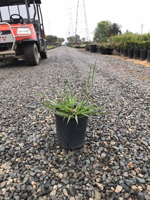 Photo for Pennisetum alopecuroides 'Little Bunny' (Little Bunny Dwarf Fountain Grass)