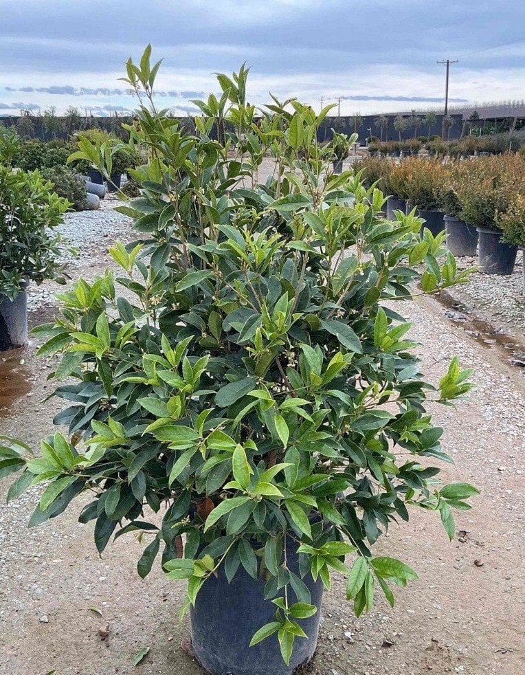 Photo for Osmanthus fragrans (Sweet Olive, Tea Olive, Fragrant Olive)