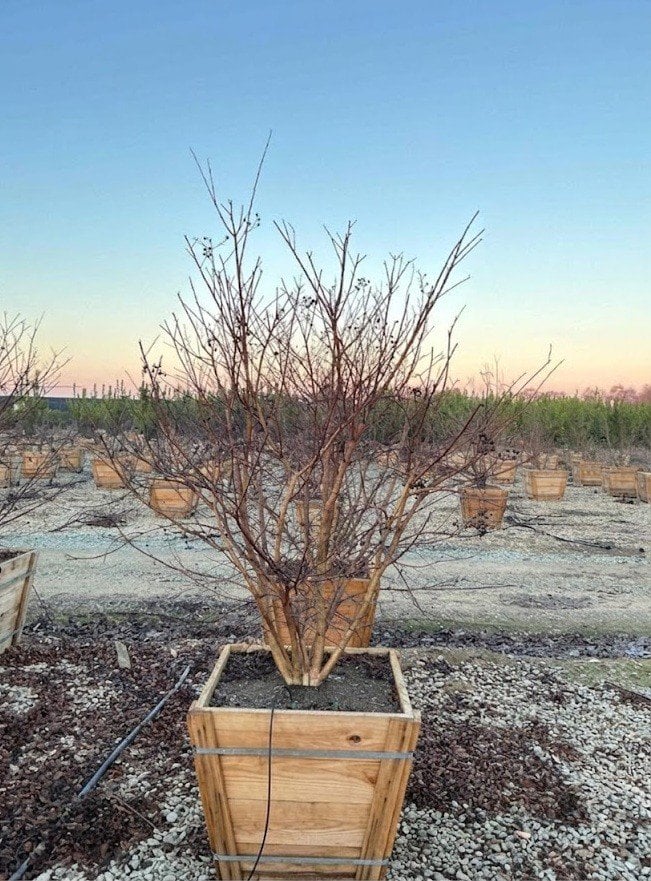 Photo for Lagerstroemia indica 'Muskogee' (Multi) (Muskogee Crape Myrtle)