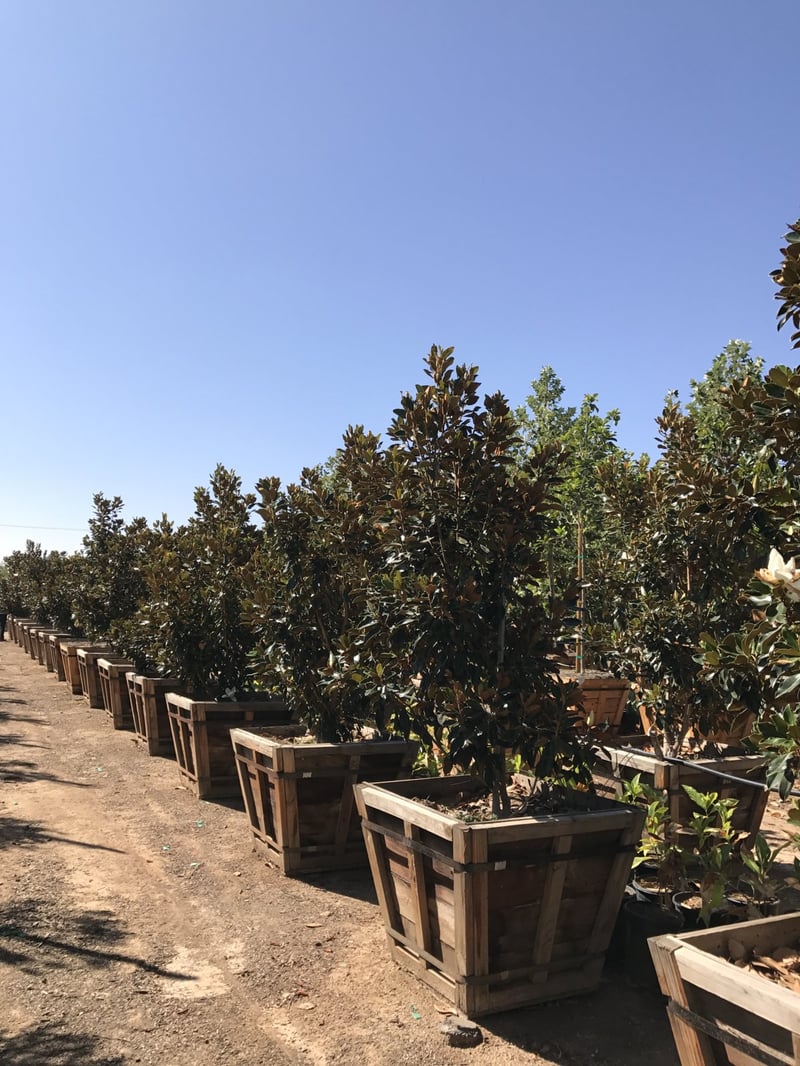 Photo for Magnolia grandiflora 'Little Gem' (Little Gem Dwarf Southern Magnolia)
